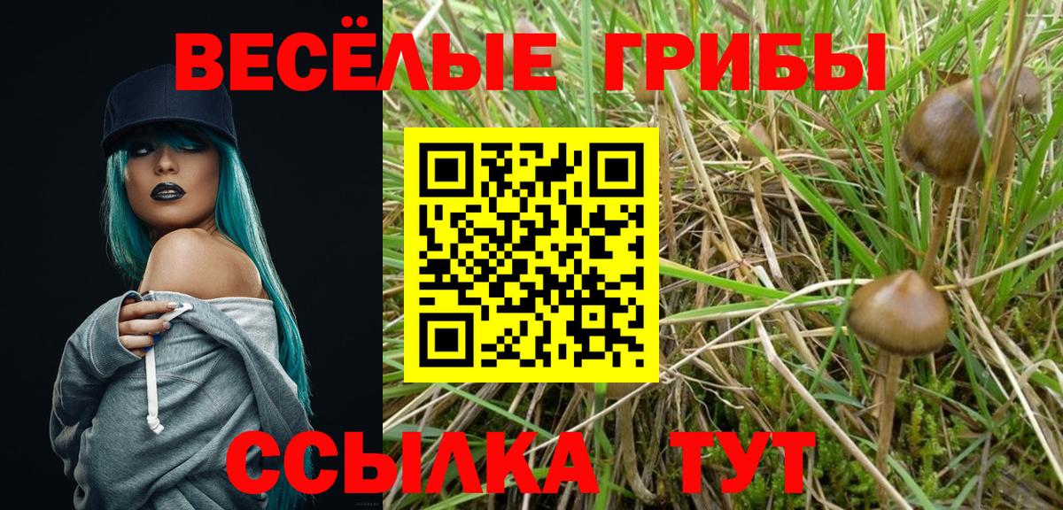 где купить   Галлюциногенные грибы Psilocybe  Вход с VPN  Зима 